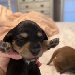 Black and Cream Male - Black and cream female Dachshund puppy in Trade, Tennessee from TN Miniature Dachshunds & Basset Hounds