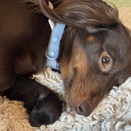 Dachshund puppies from Mountain Thyme Homestead
