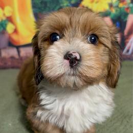 Hawthorn - Red sable male Havanese puppy in Clermont, Florida from Country Sweet Havanese and Creative Coaching