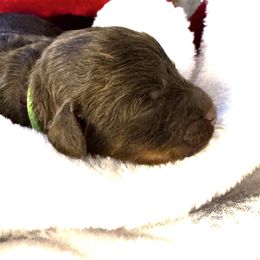 Eddie VanHalen - Brown male Bernedoodle puppy in Gilbert, Arizona from The Berne Barn... it’s a Doodle thing!