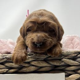 Pink Male - Red  male Goldendoodle puppy in Great Falls, Montana from Montana Goldendoodles