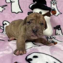 Candy - Merle female Great Dane puppy in White City, Kansas from Southwind Great Danes