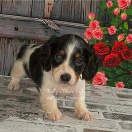 Black and Tan Dapple Piebald Male Longhair Red Collar - Black and tan male Dachshund puppy in Cleveland, Tennessee from Kelly's Doxie Farm