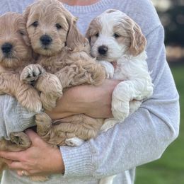 Goldendoodle puppies from Old Lake Doodles