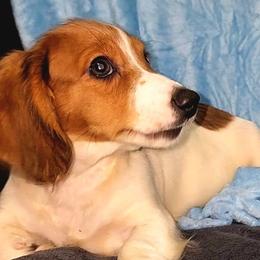 Light Blue - Piebald male Dachshund puppy in Ridge, New York from Tracy's Puppy Club