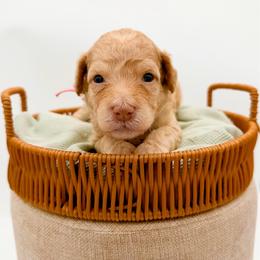 Denali - Apricot female Goldendoodle puppy in North Carolina from Tuxedo Mountain Doodles