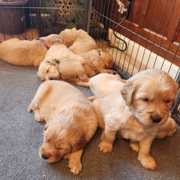 Girl 2 - Golden Golden Retriever puppy in Payson, Arizona from Bullet Retrievers