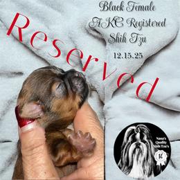 Fancy Red Velvet - Red and tan female Shih Tzu puppy in Sacramento, California from NANA’S  QUALITY SHIH TZU'S