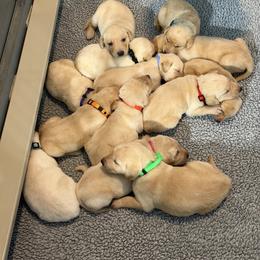 Girl 6 - female Labrador Retriever puppy in Britton, South Dakota from FR Labs