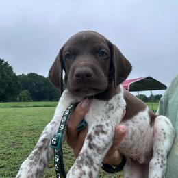 Green - Liver roan male German Shorthaired Pointer puppy in Newton Grove, North Carolina from Wayalife Labradors & Gsp’s