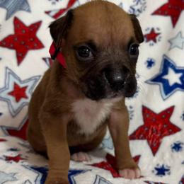Miss Red - Fawn female Boxer puppy in Palm Coast, Florida from Starlight Boxer Corner