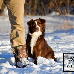 Miniature Australian Shepherd All Grown Up from Rustic Original Aussies