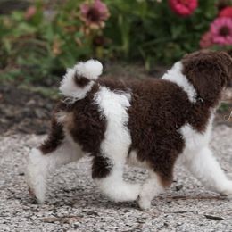 Poodle Puppies from Antigua Standard Poodles