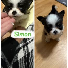 Simon - Black and white male Chihuahua puppy in Williamsburg, Virginia from PAWSitive Cheeky Chihuahuas