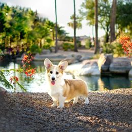 Fergie - Pembroke Welsh Corgi
