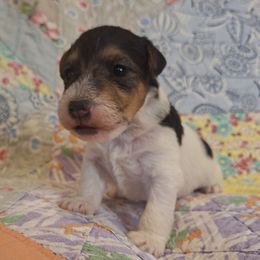 Peppermint Bark - White black and tan male Wire Fox Terrier puppy in Lancaster, Missouri from Missouri Meadows Farm