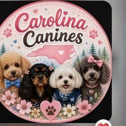 Cavapoo, Maltese, and Maltipoo All Grown Up from Carolina Canines