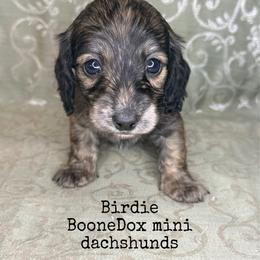Birdie - Brindle female Dachshund puppy in Lexington, Oklahoma from BooneDox Miniature Dachshunds