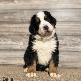 Belle - Bernese Mountain Dog puppy in New Haven, Indiana from Milan Berners