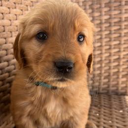 Poppy - Golden female Golden Retriever puppy in Farmington, Utah from Golden Haven Doodles