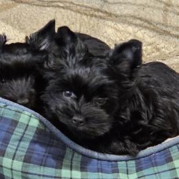 Boy 1 - Black and tan male Yorkshire Terrier puppy in Dayton, Ohio from BiewerHeart Yorkies