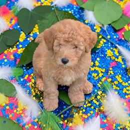 Biscuit - Red male Aussiedoodle puppy in Sparta, Missouri from Sis' Doodles & Poodles