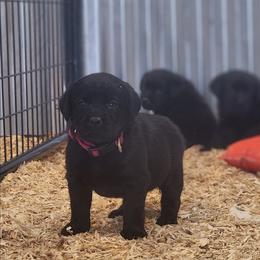 Girl - Black female Labrador Retriever puppy in Yelm, Washington from Prince Labradors