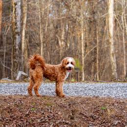 Whiskey - Bernedoodle