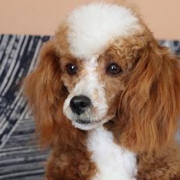 Todd - Goldendoodle