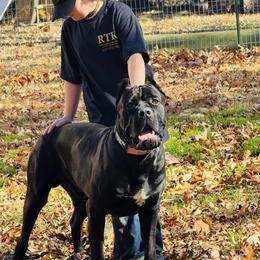 Atlas - Cane Corso