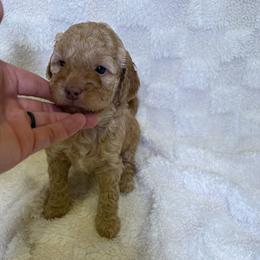Cockapoo Puppies from Stella’s Six