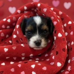 Biewer Terrier and Yorkshire Terrier Puppies from Judy McCallum