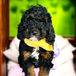 Figgs - Tri-color male Bernedoodle puppy in Beecher, Illinois from Erica’s Doodles