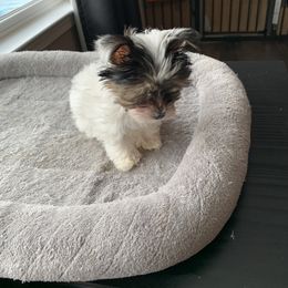 Yorkshire Terrier Puppies from Missy Lu Lap Puppies