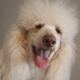 Rosie - Poodle