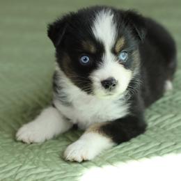 Miniature American Shepherd Puppies from AKC Emerald Minis