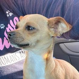 Pumpkin - Chihuahua