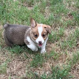 Gizmo - AKC - Red male Pembroke Welsh Corgi puppy in Millsap, Texas from BJ's Blessings
