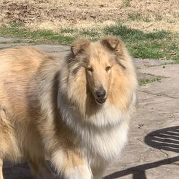 Lady - Collie