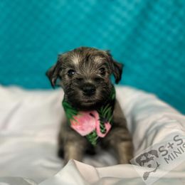 Miniature Schnauzer Puppies from S & S Miniature Schnauzer