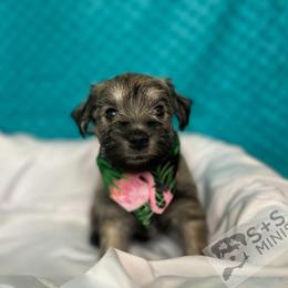 Miniature Schnauzer Puppies from S & S Miniature Schnauzer