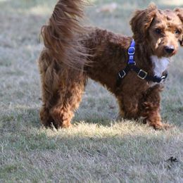 Maltipoo and Shihpoo All Grown Up from Junes Maltipoos