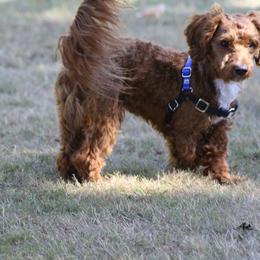Maltipoo and Shihpoo All Grown Up from Junes Maltipoos