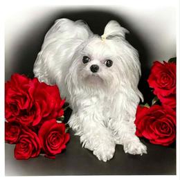 Pebbles - Maltese
