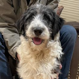 Rutt - Aussiedoodle puppy from Love my doodles/ Aussiedoodle love