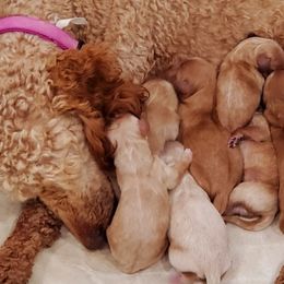 Cavapoos from Howe Pretty Pups