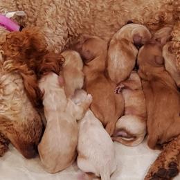 Cavapoos from Howe Pretty Pups
