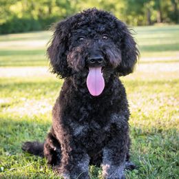 Skeeter - Goldendoodle