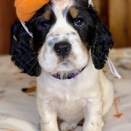 English Springer Spaniels from Muddy Brook Springers