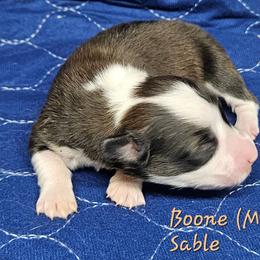 Boone - Sable male Pembroke Welsh Corgi puppy in Orrtanna, Pennsylvania from Mountain Top Shepherd's